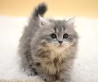 マンチカン(長足)【栃木県・女の子・2025年1月29日・ブルータビー】の写真11