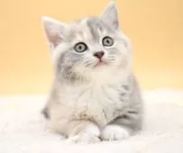 マンチカン(短足)【栃木県・女の子・2025年2月14日・ダイリュートキャリコ】の写真11