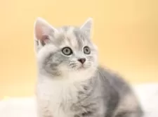 マンチカン(短足)【栃木県・女の子・2025年2月14日・ダイリュートキャリコ】の写真12