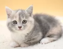 マンチカン(短足)【栃木県・女の子・2025年2月14日・ダイリュートキャリコ】の写真13