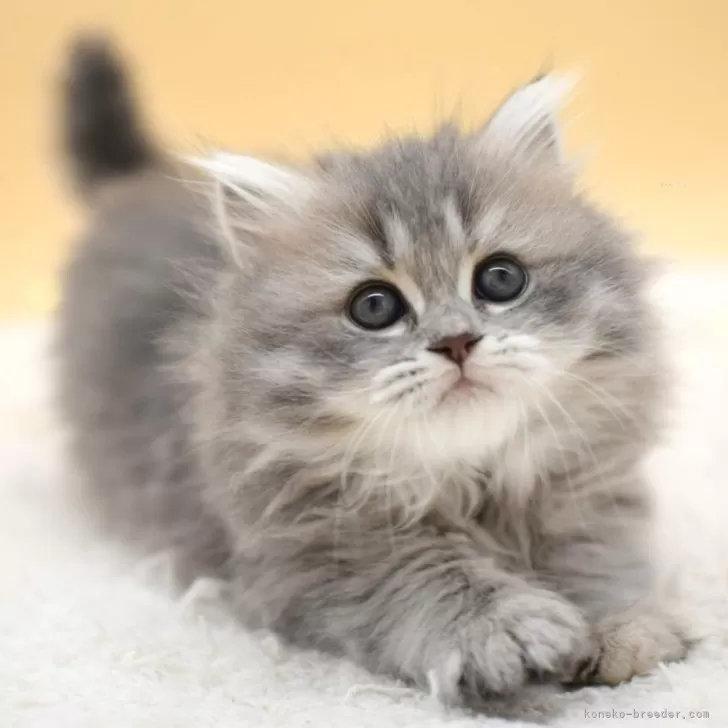 ID:2503-00632の子猫