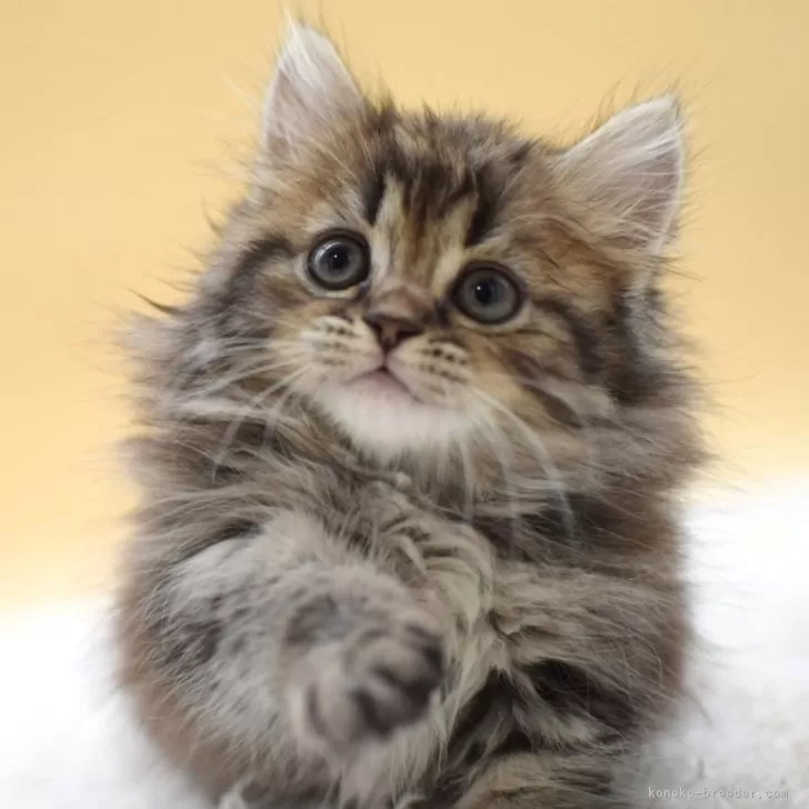 ID：2505-01280の子猫