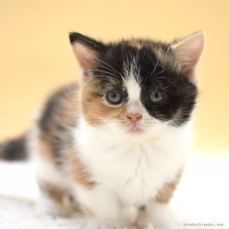 ID：2505-00679の子猫