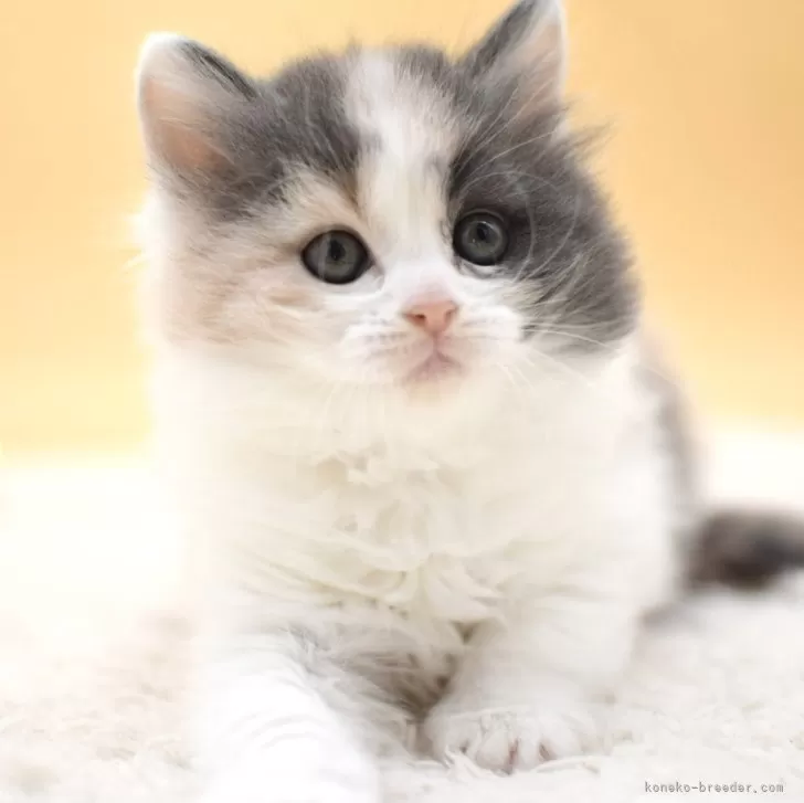 ID:2502-01634の子猫