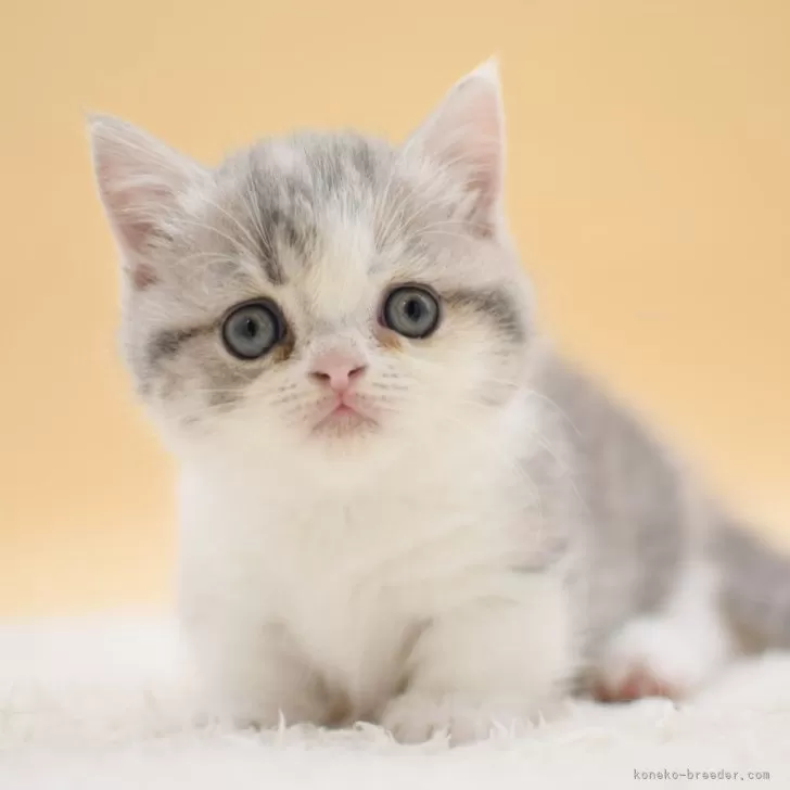 ID:2509-01317の子猫