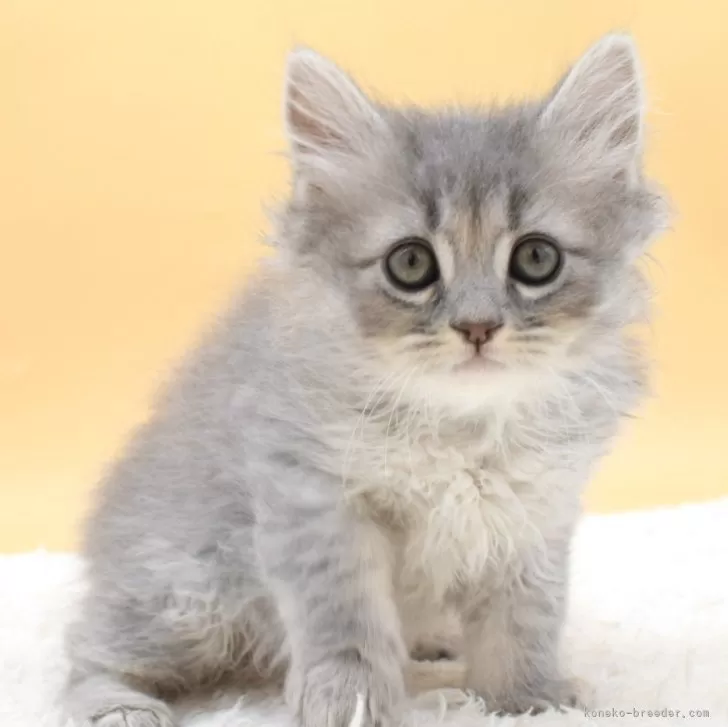 ID：2501-01765の子猫