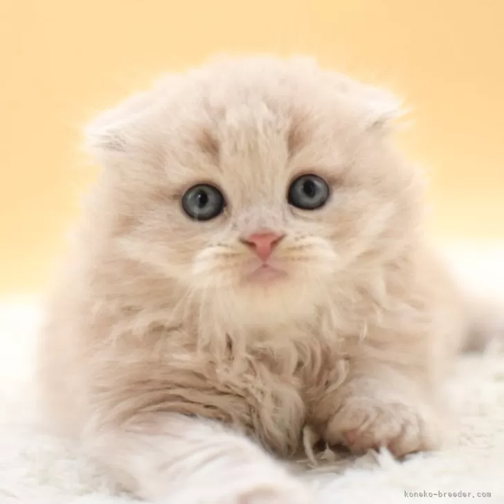 ID：2504-01443の子猫
