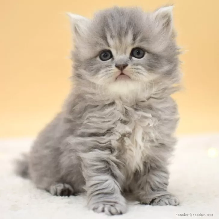 ID:2503-03029の子猫