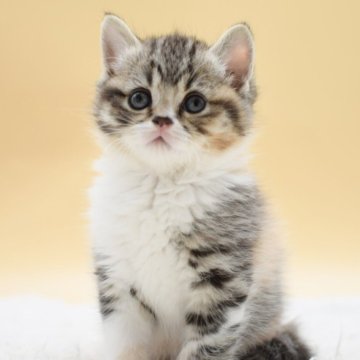 マンチカン(長足)【栃木県・女の子・2025年10月14日・キャリコ】の写真「母猫似のむっちりボディがチャームポイント♡」