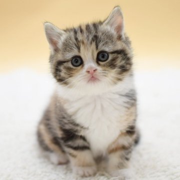 マンチカン(長足)【栃木県・女の子・2025年10月14日・キャリコ】の写真「パッチリとした目がチャーミング♡」