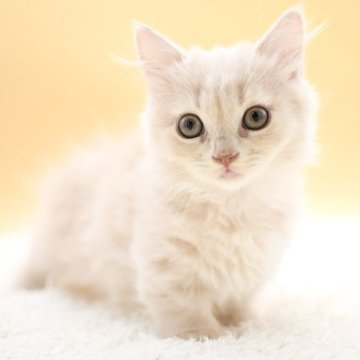 マンチカン(短足)【栃木県・男の子・2025年9月2日・クリーム】の写真「綺麗なクリームの毛並みがチャームポイント♡」