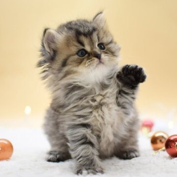 マンチカン(長足)【栃木県・男の子・2025年10月14日・ブラウンタビー】の写真「フワッフワな毛並みとムチムチボディがチャーミング♡」