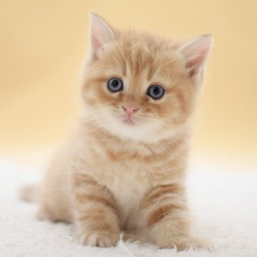 マンチカン(長足)【栃木県・男の子・2025年10月14日・レッドタビー】の写真「まんまるボディの男の子👦」