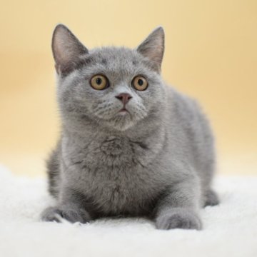 ブリティッシュショートヘア【栃木県・女の子・2025年7月5日・ブルー】の写真「丸顔の女の子」