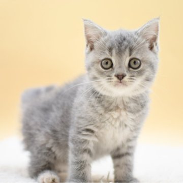 マンチカン(長足)【栃木県・男の子・2025年9月10日・ブルータビー】の写真「まんまる顔の男の子♡」