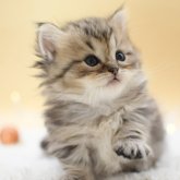 マンチカン(短足)