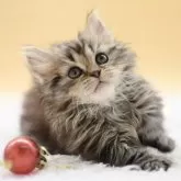 マンチカン(短足)