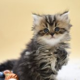 マンチカン(長足)