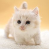 マンチカン(短足)