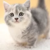 マンチカン(短足)【栃木県・女の子・2025年2月14日・ダイリュートキャリコ】の写真1