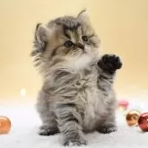 マンチカン(長足)