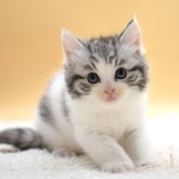 マンチカン(長足)