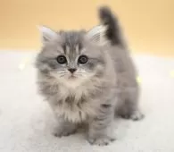 マンチカン(長足)【栃木県・女の子・2025年1月29日・ブルータビー】の写真2