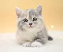 マンチカン(短足)【栃木県・女の子・2025年2月14日・ダイリュートキャリコ】の写真3