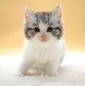 マンチカン(長足)【栃木県・女の子・2025年10月9日・シルバーパッチドタビー】の写真3