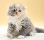 スコティッシュフォールド(折れ耳)【栃木県・女の子・2025年6月10日・ダイリュートキャリコ】の写真3