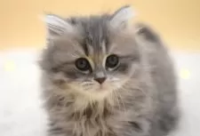 マンチカン(長足)【栃木県・女の子・2025年1月29日・ブルータビー】の写真3