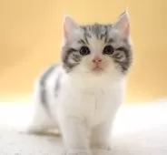 マンチカン(長足)【栃木県・女の子・2025年10月9日・シルバーパッチドタビー】の写真4