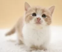 マンチカン(短足)【栃木県・男の子・2025年3月26日・レッドタビーホワイト】の写真4