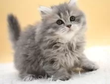 マンチカン(長足)【栃木県・女の子・2025年1月29日・ブルータビー】の写真4