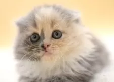 スコティッシュフォールド(折れ耳)【栃木県・女の子・2025年6月10日・ダイリュートキャリコ】の写真4