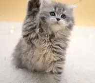 マンチカン(長足)【栃木県・女の子・2025年1月29日・ブルータビー】の写真5