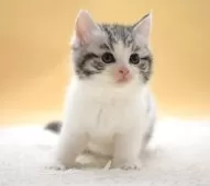 マンチカン(長足)【栃木県・女の子・2025年10月9日・シルバーパッチドタビー】の写真7