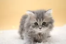 マンチカン(長足)【栃木県・女の子・2025年1月29日・ブルータビー】の写真9