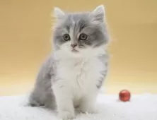 マンチカン(長足)【栃木県・男の子・2025年11月16日・ブルー&ホワイト】の写真9