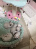 過去に当家で産まれた子猫達｜長谷川　和代(はせがわ　かずよ)ブリーダー(神奈川県・シャム(サイアミーズ)・CFA登録)の紹介写真1