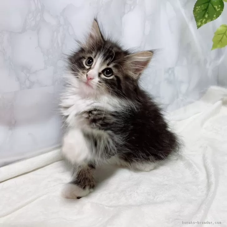 ID：2406-00534の子猫