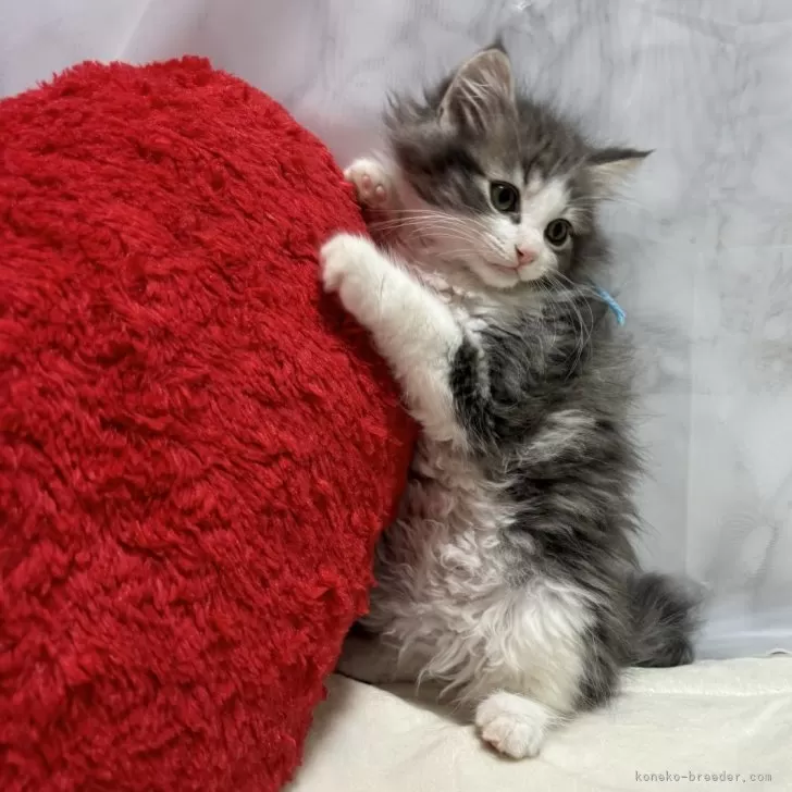 ID:2404-00790の子猫