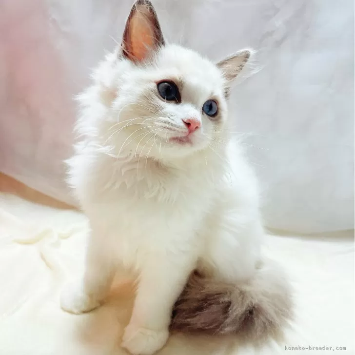 ID:2408-01135の子猫