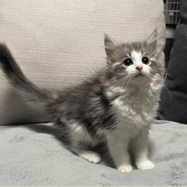 のるねこ 様のお迎えした子猫