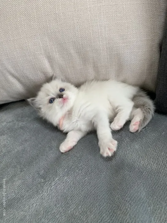 カナイ 様のお迎えした子猫