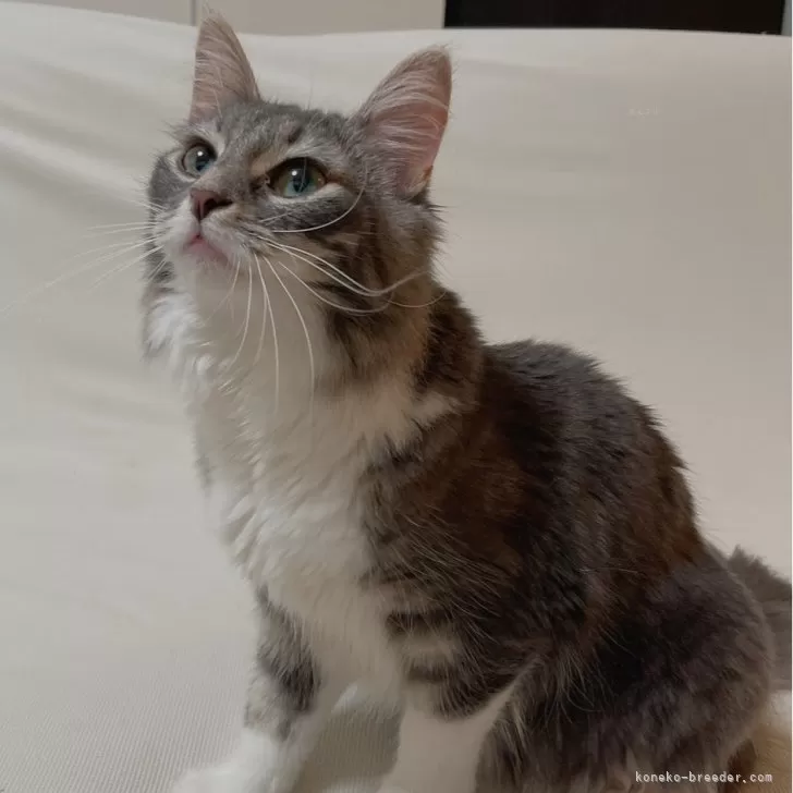 ID：2402-01145の子猫