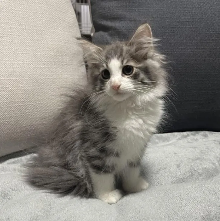 ID:2210-00513の子猫