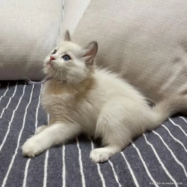 ID：2208-02725の子猫