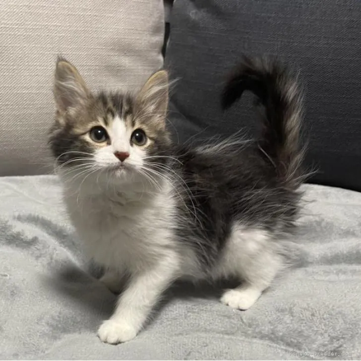 ID:2210-00477の子猫