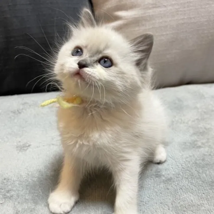 ID：2303-01439の子猫